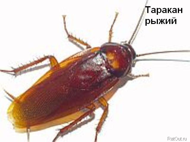 что такое высокочастотная магнитотерапия что такое высокочастотная магнитотерапия