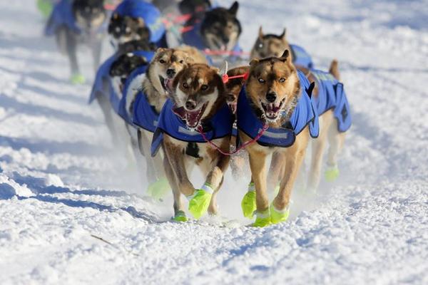     Iditarod Dog Race 2017 (15 )
