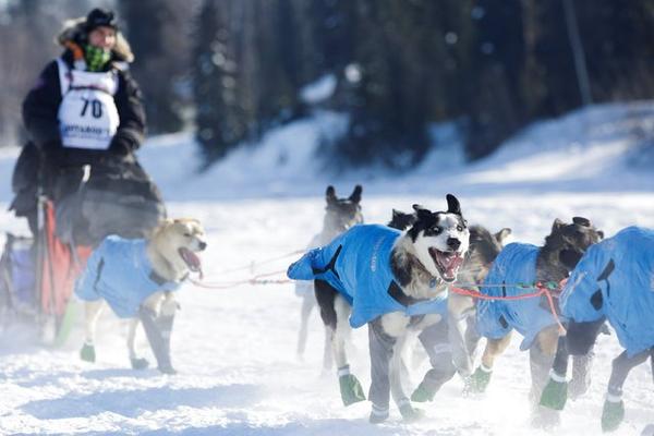     Iditarod Dog Race 2017 (15 )
